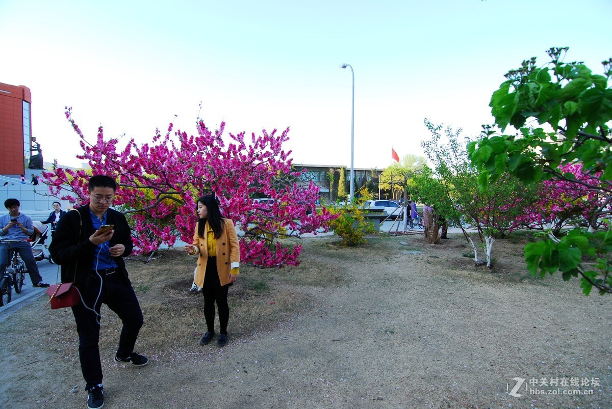 南开大学春花一组