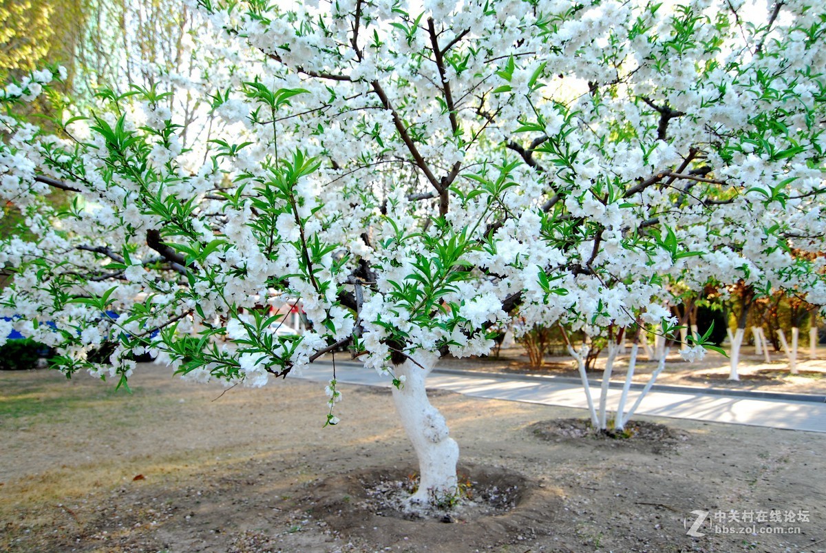 南开大学春花一组