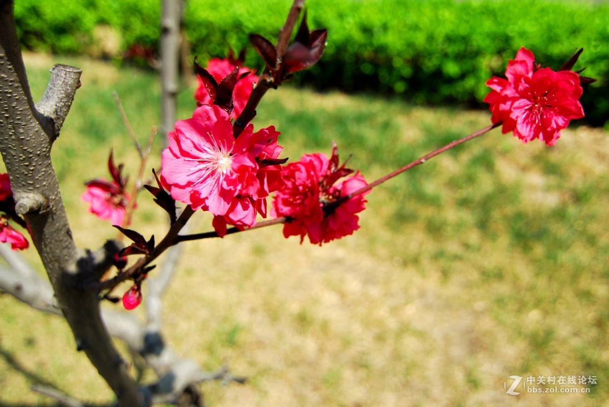 南开大学春花一组