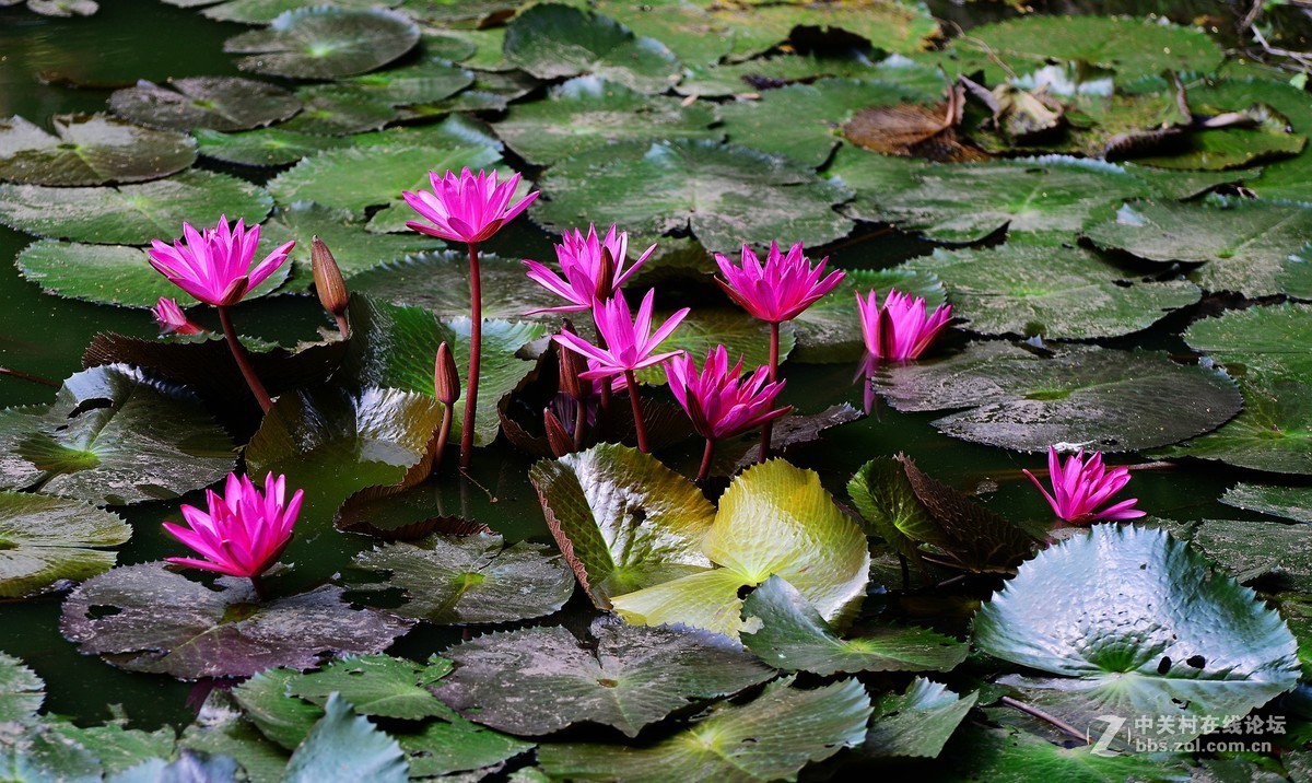 莲花盛开
