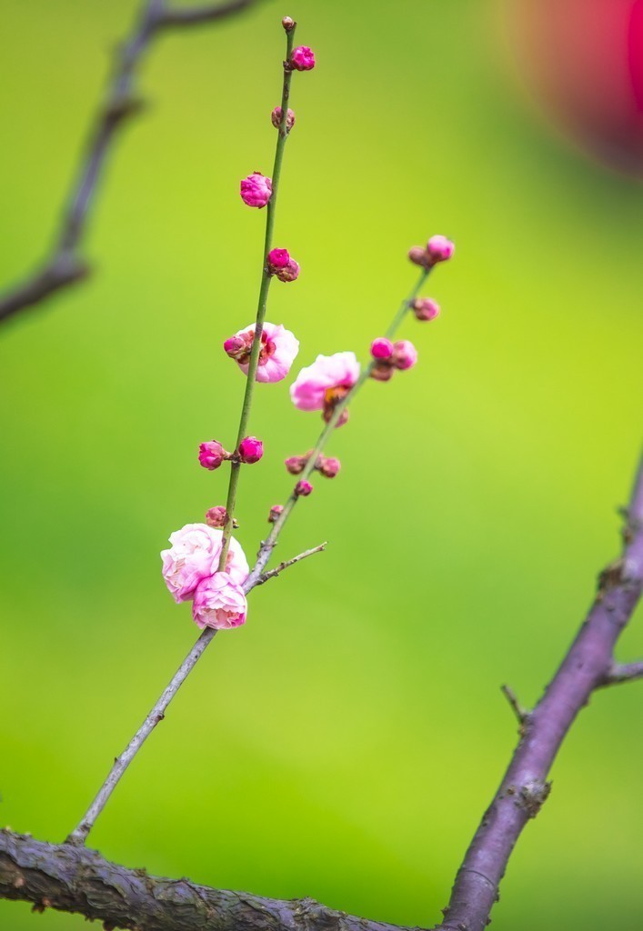 初春梅花