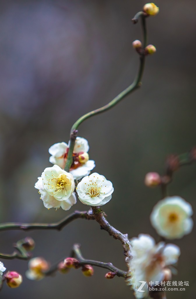 初春冬梅