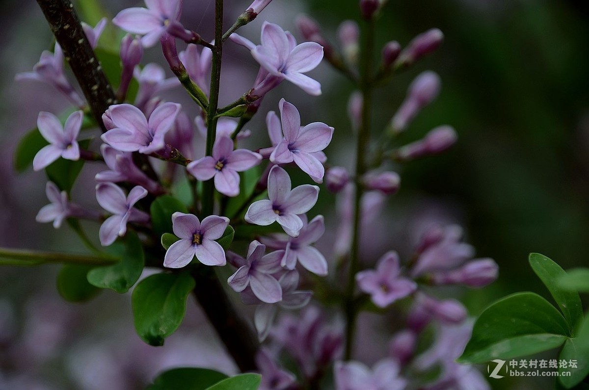 丁香花