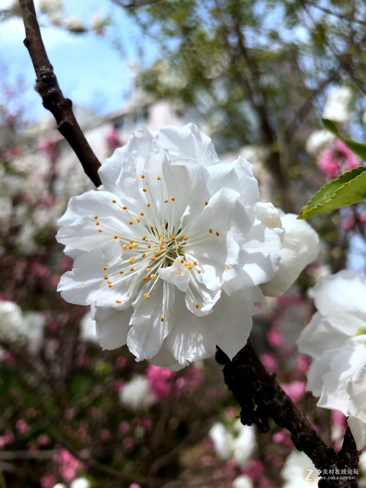 午间散步随拍，手机作品，勿拍砖！