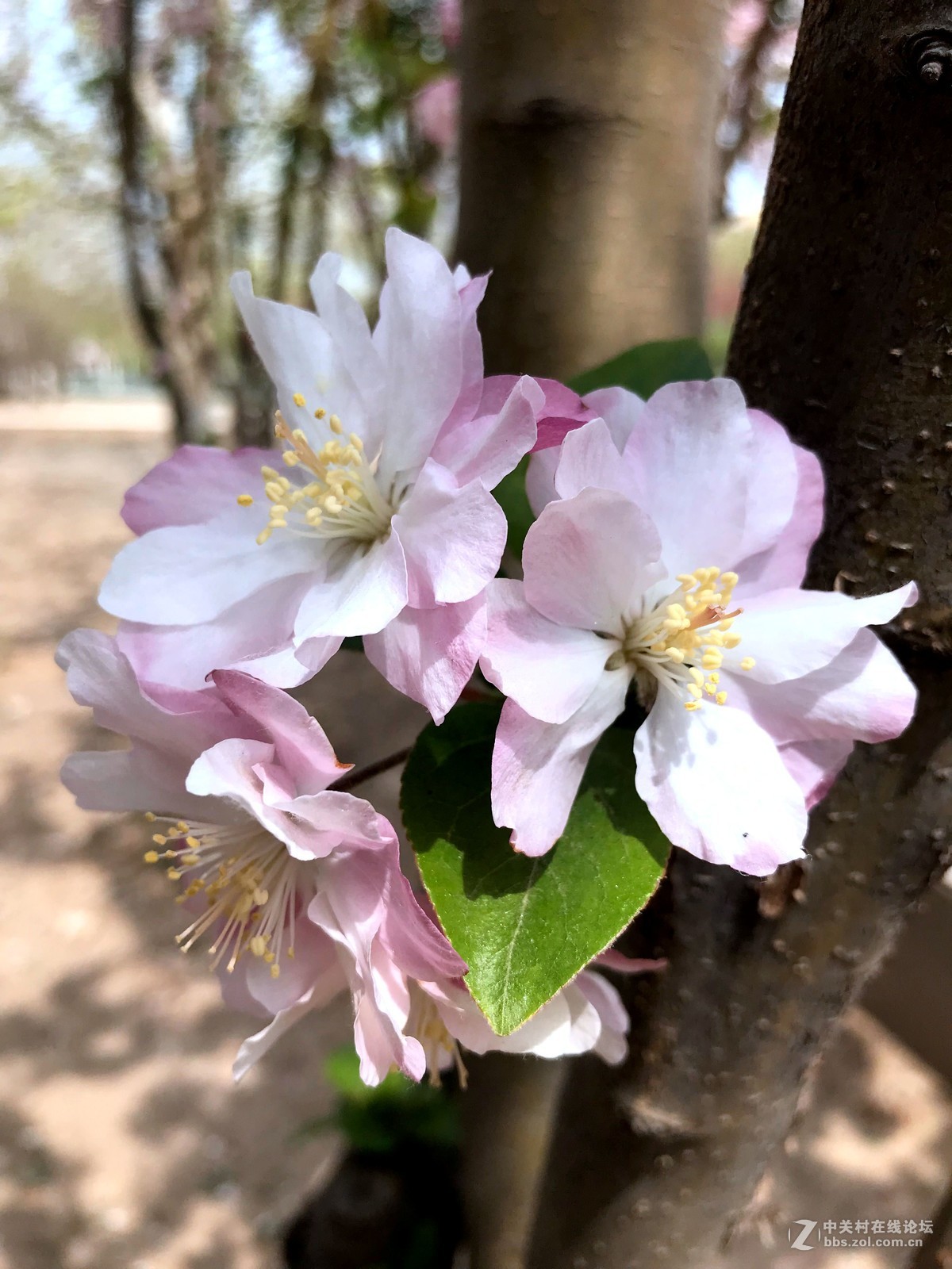 午间散步随拍，手机作品，勿拍砖！