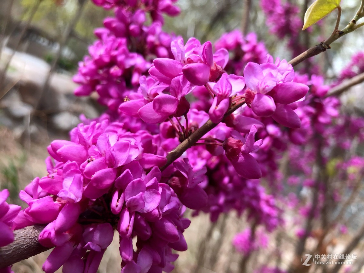 午间散步随拍，手机作品，勿拍砖！