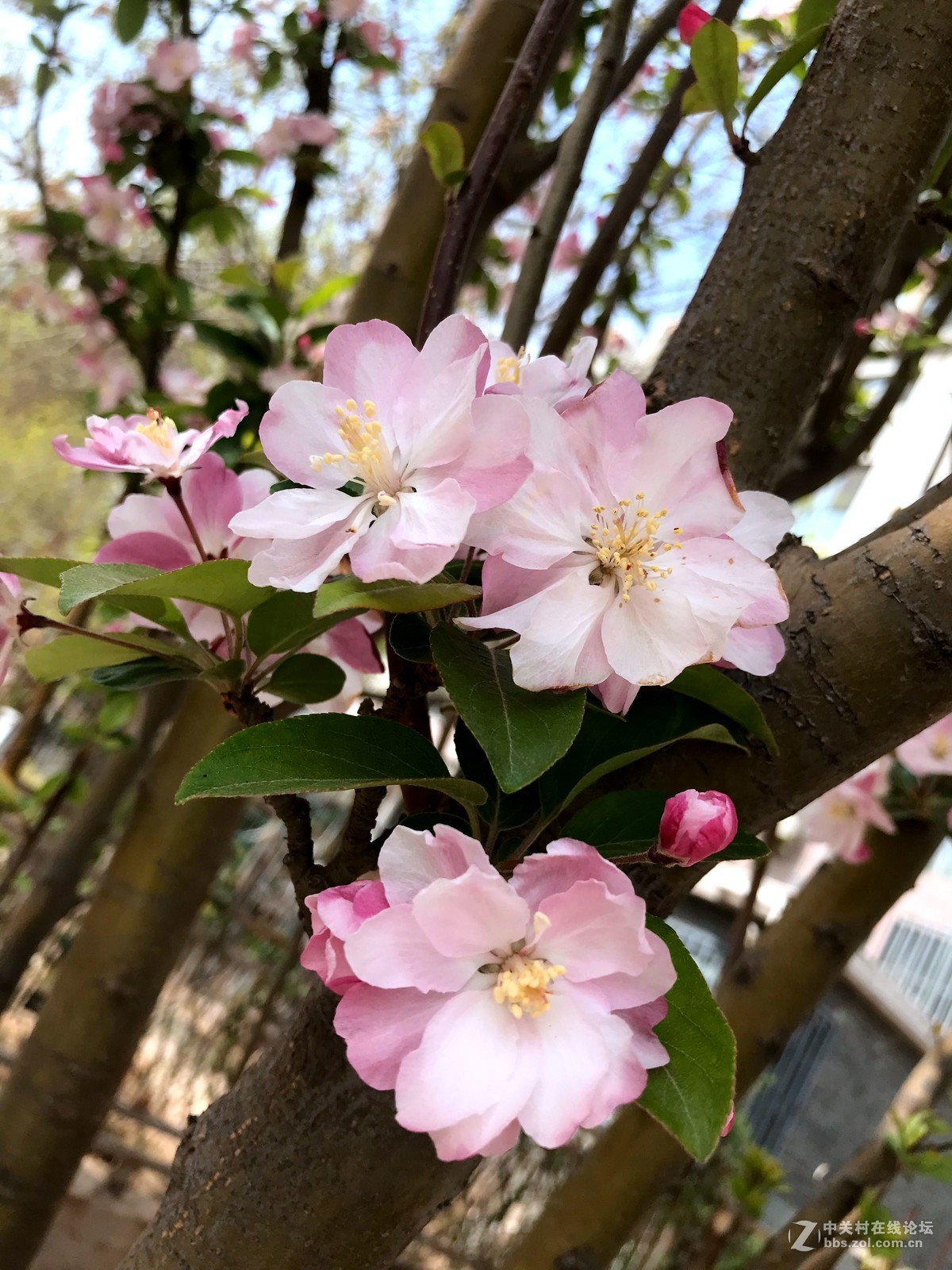 午间散步随拍，手机作品，勿拍砖！