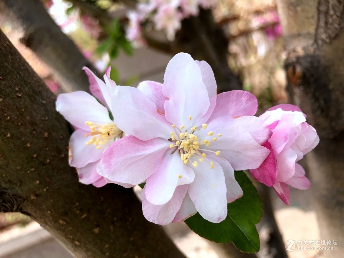 午间散步随拍，手机作品，勿拍砖！