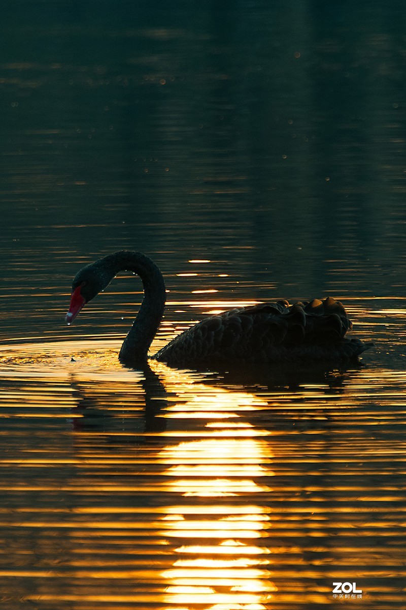 夕阳下的黑天鹅