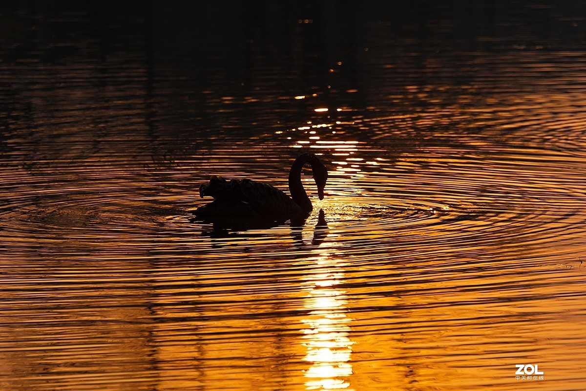 夕阳下的黑天鹅