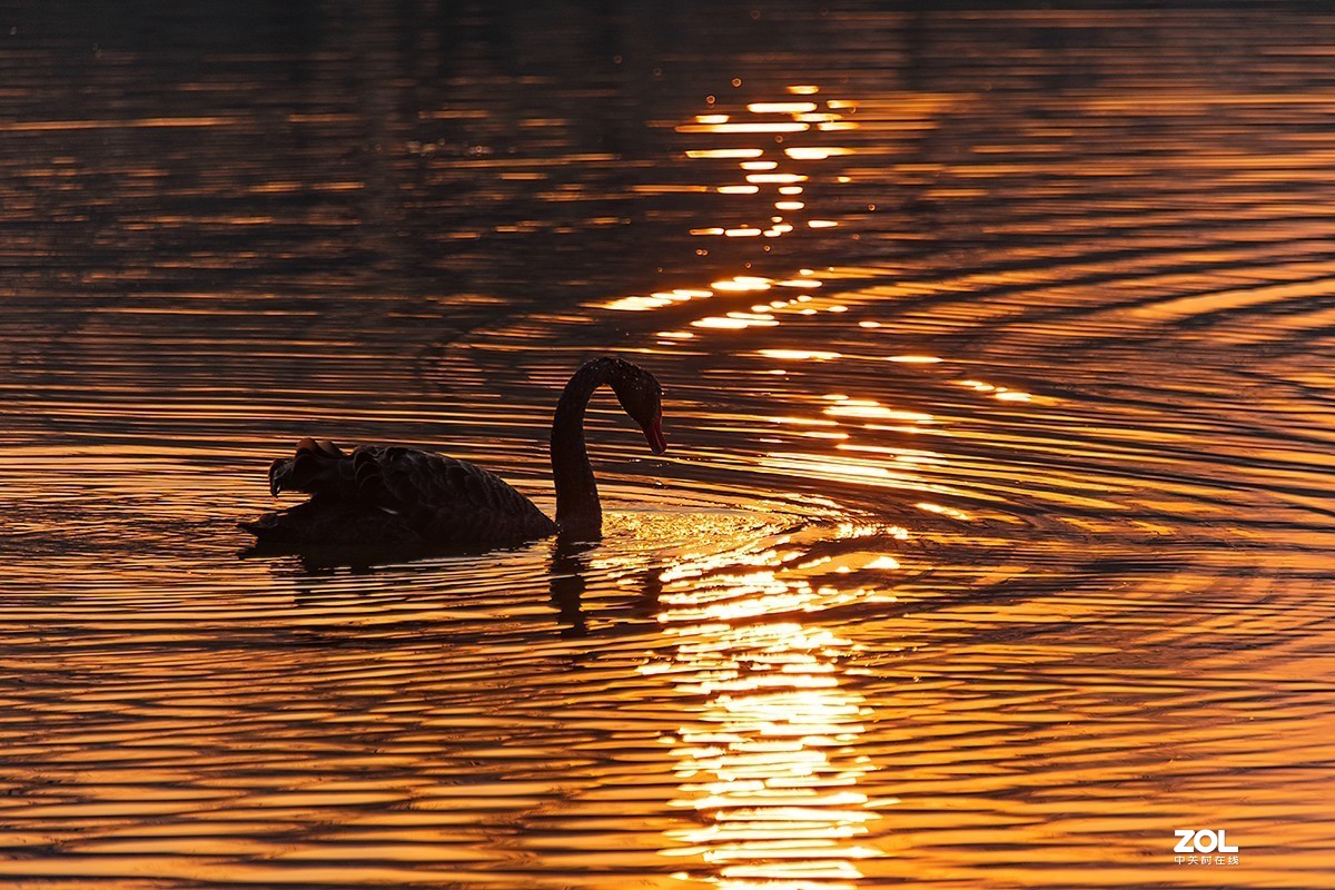 夕阳下的黑天鹅