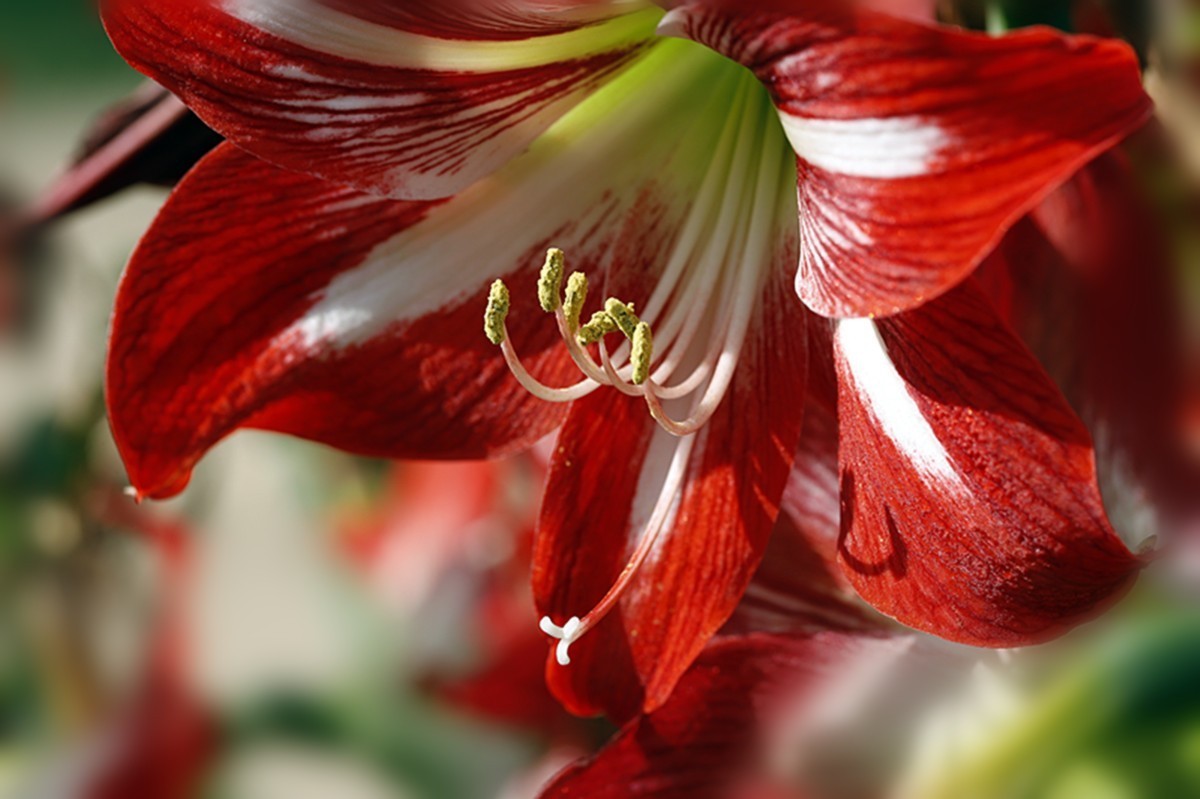 斗艳争芳朱顶红