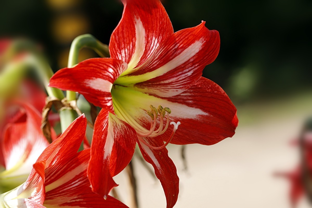 斗艳争芳朱顶红