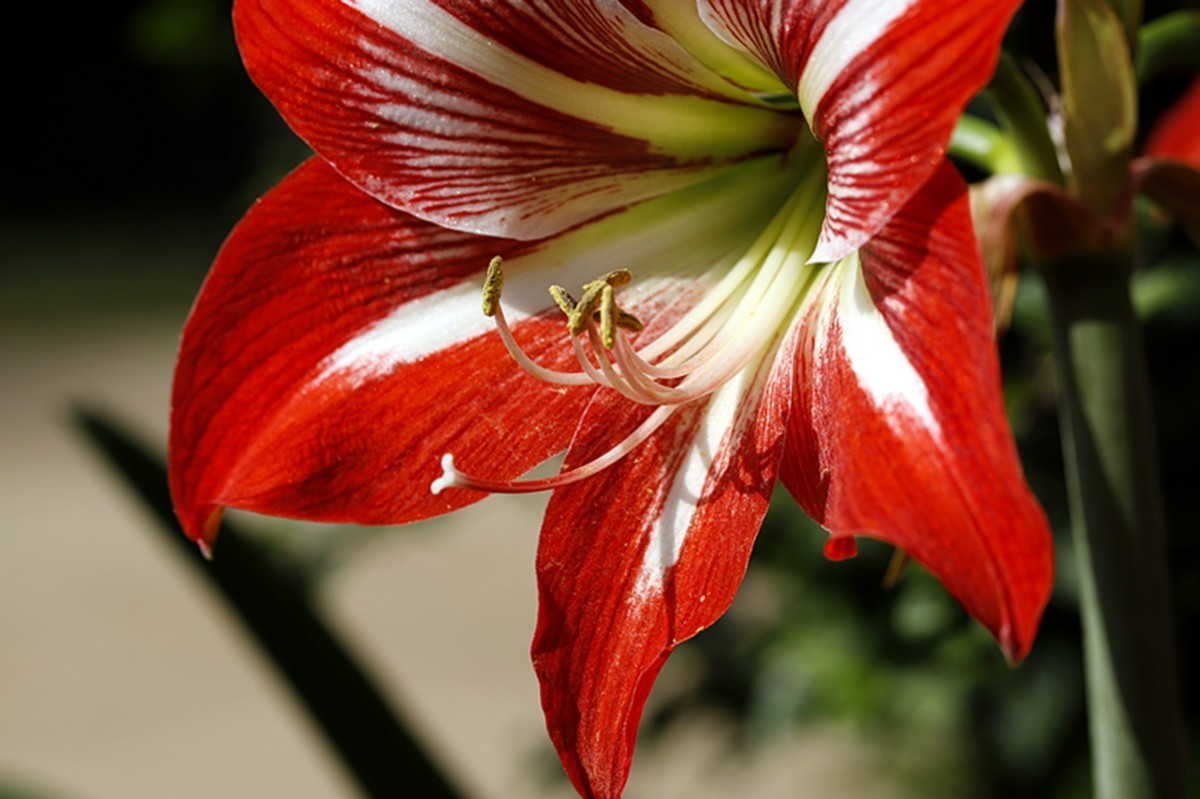 斗艳争芳朱顶红