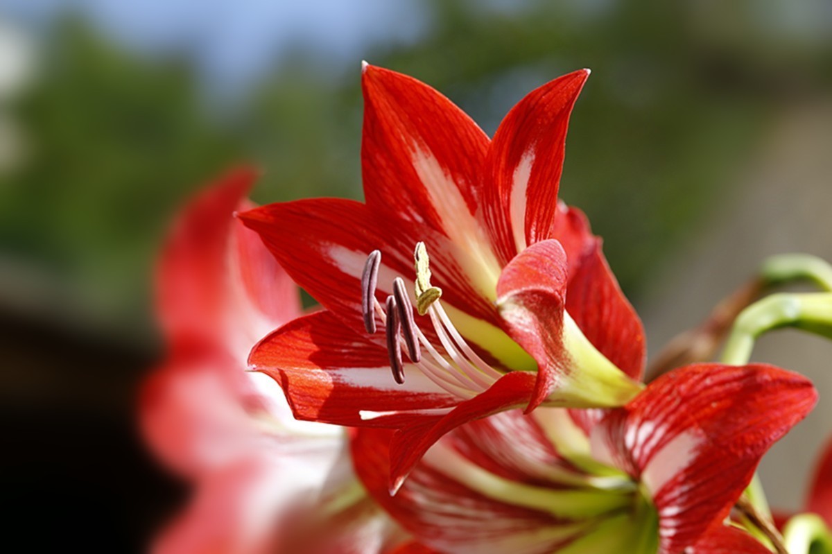 斗艳争芳朱顶红