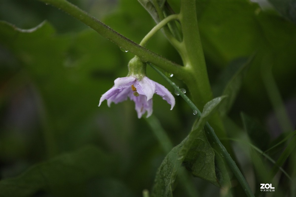 佳能 EF 70-200/4L IS II USM试镜贴。