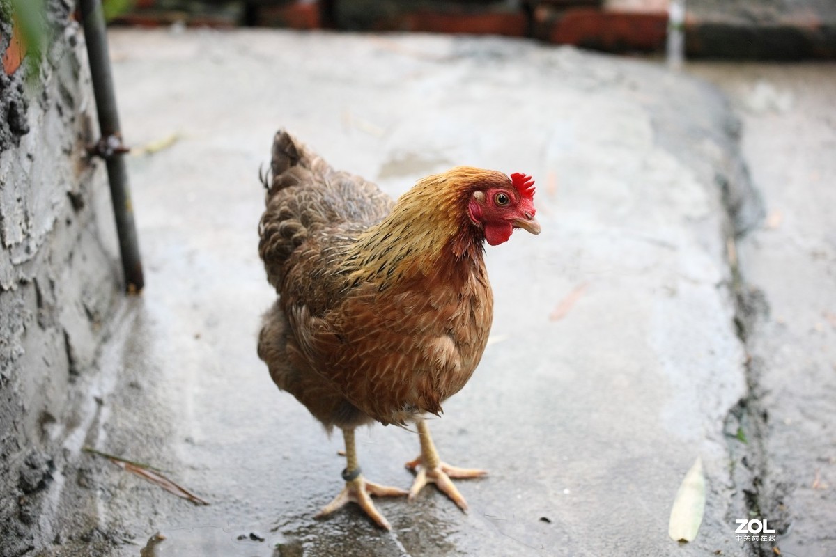 佳能 EF 70-200/4L IS II USM试镜贴。