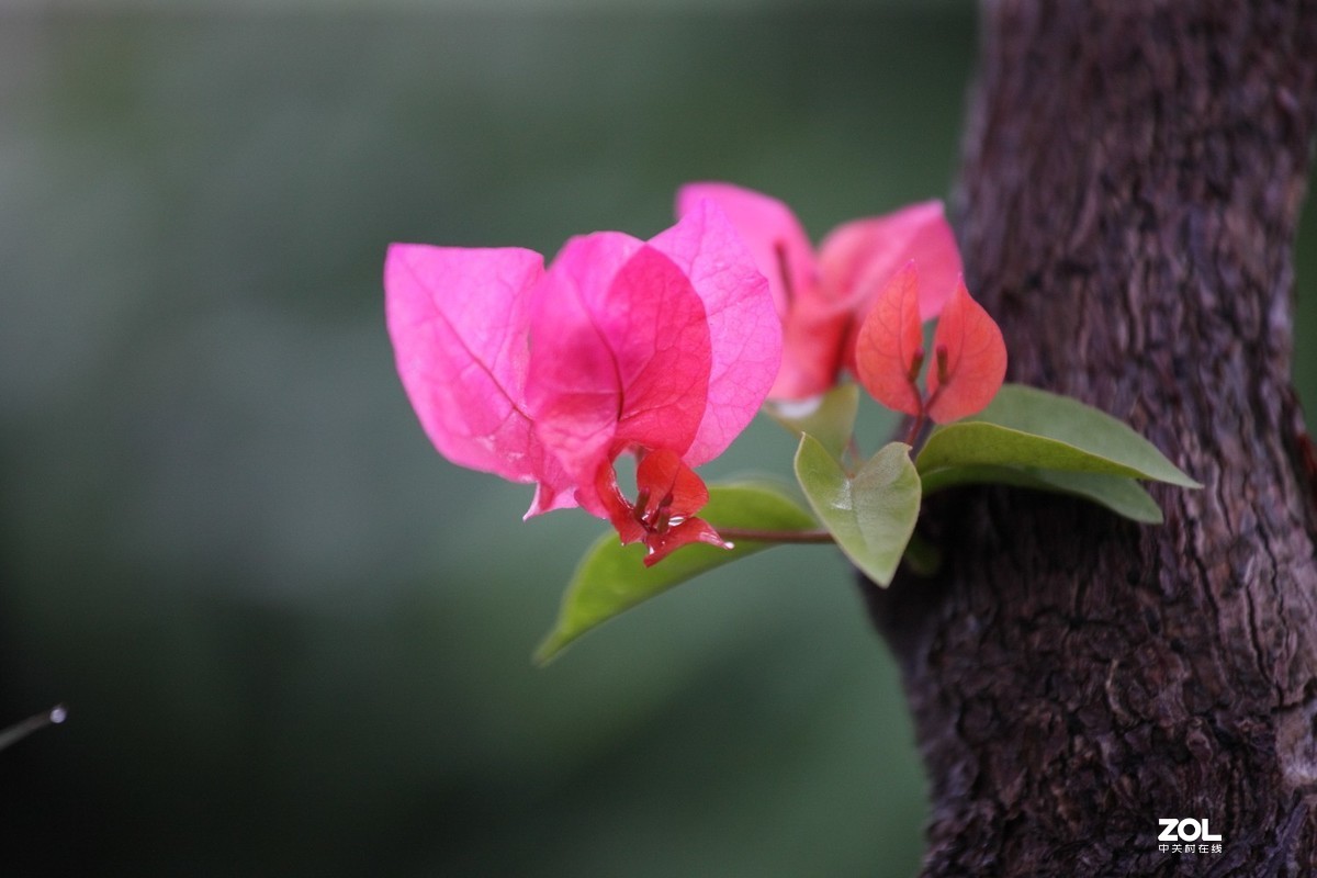 佳能 EF 70-200/4L IS II USM试镜贴。