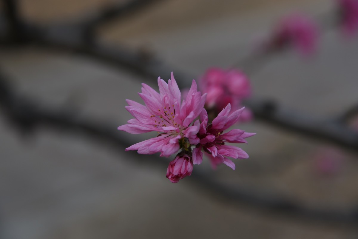 桃花