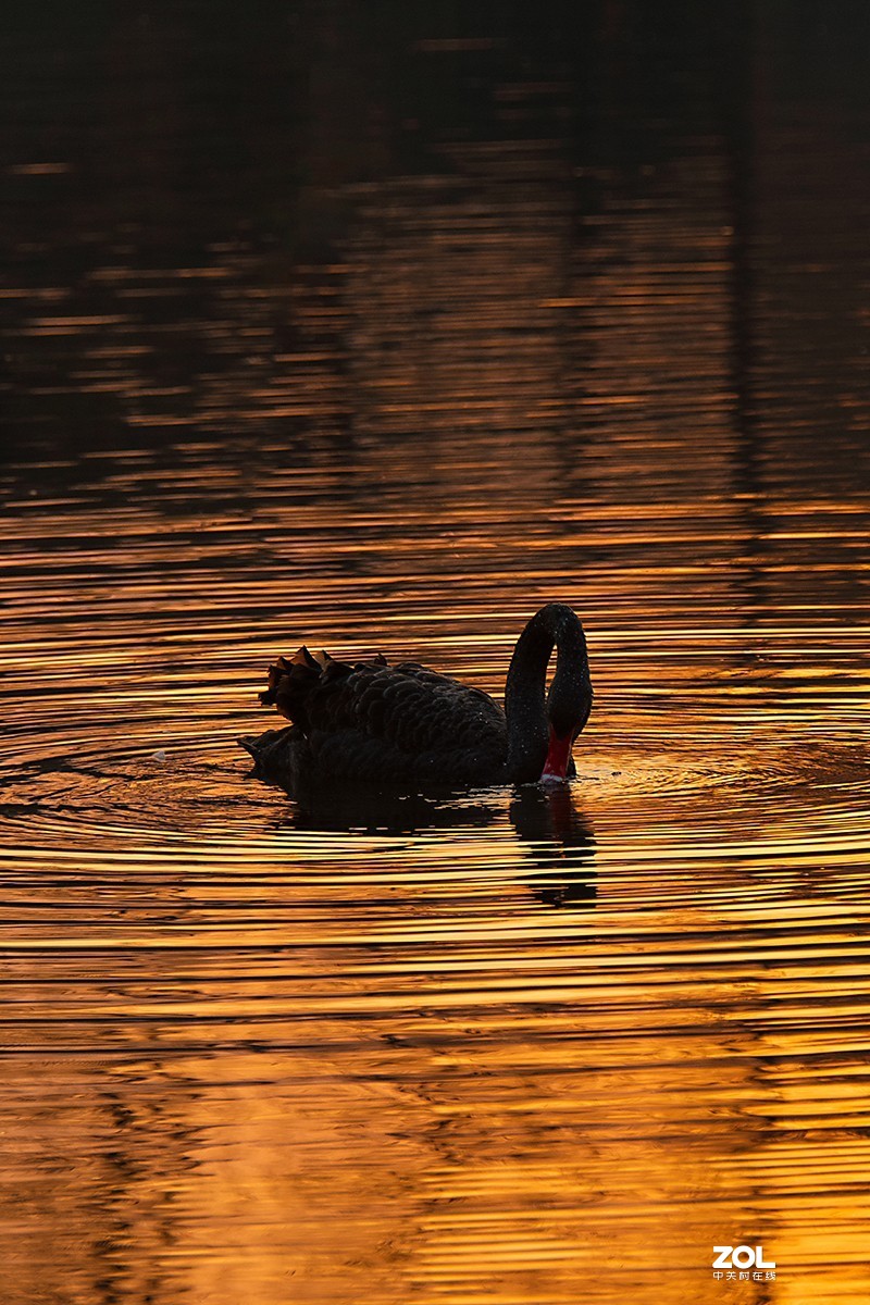 夕阳下的黑天鹅
