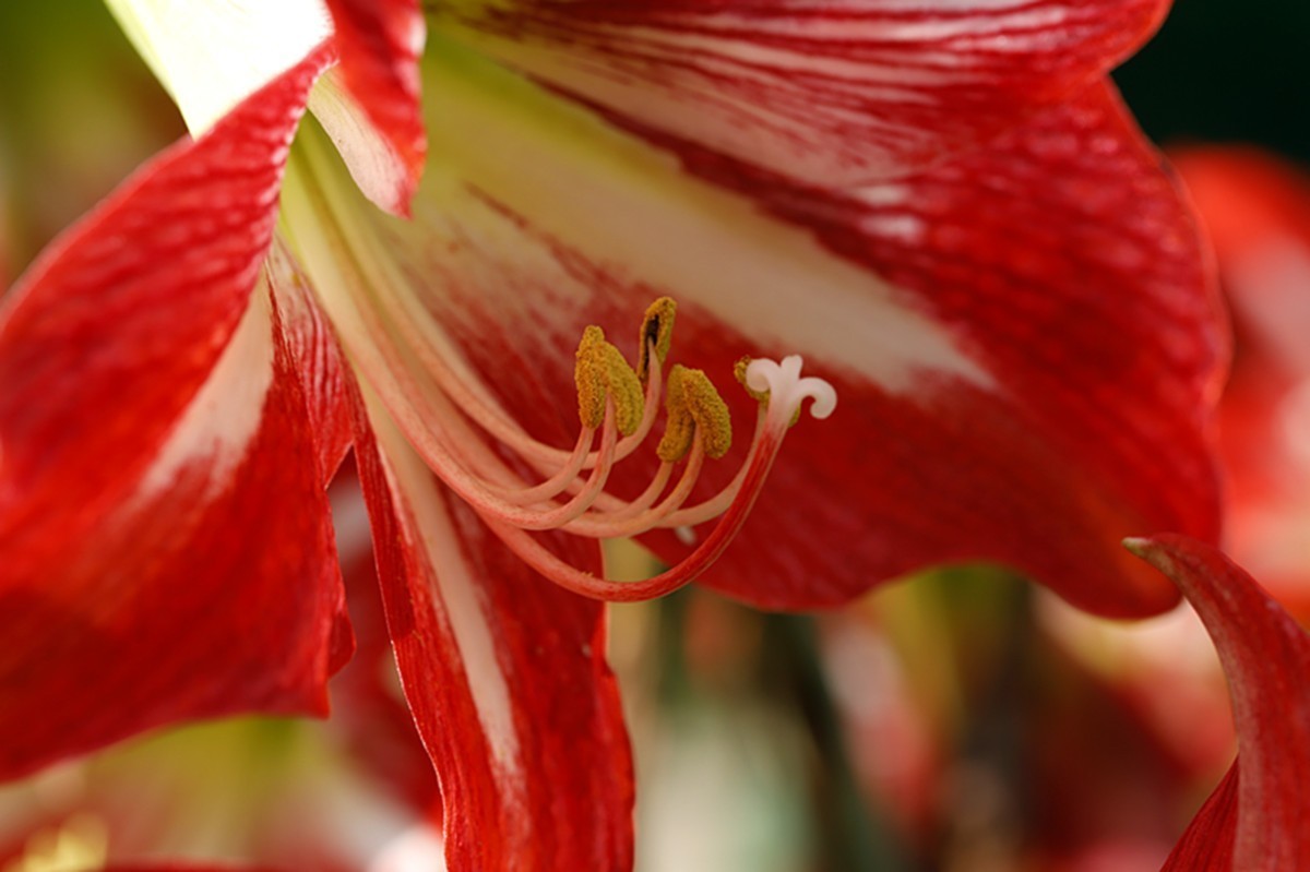斗艳争芳朱顶红