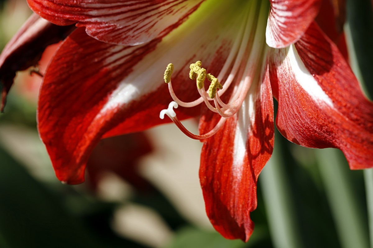 斗艳争芳朱顶红