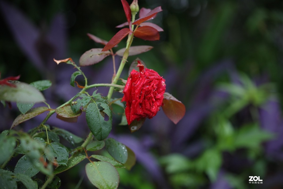 佳能 EF 70-200/4L IS II USM试镜贴。