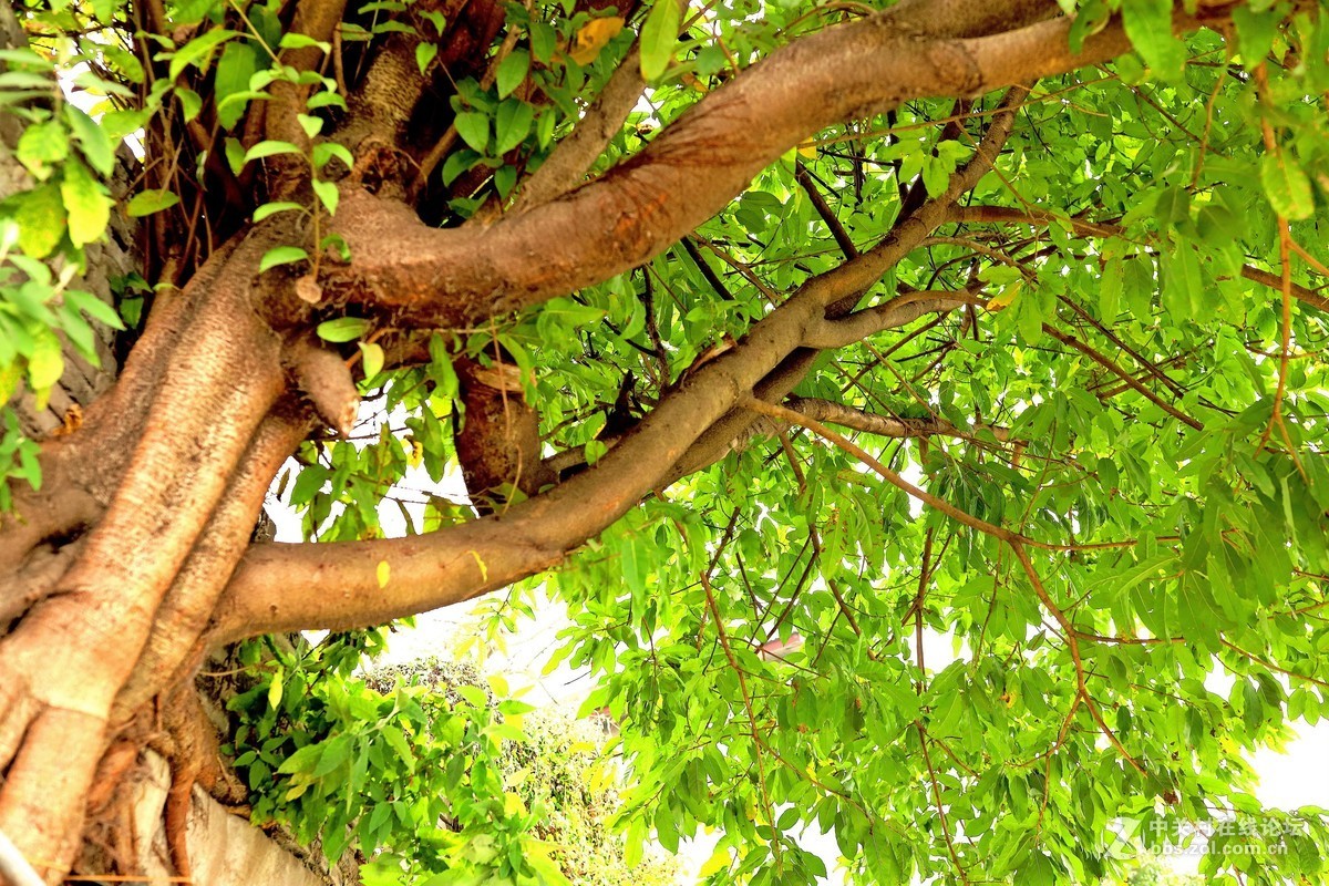 终将逝去的老重庆！