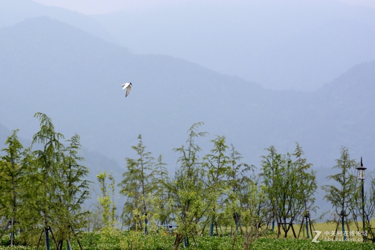 穷人的装备，尼康D7100+70-300打鸟