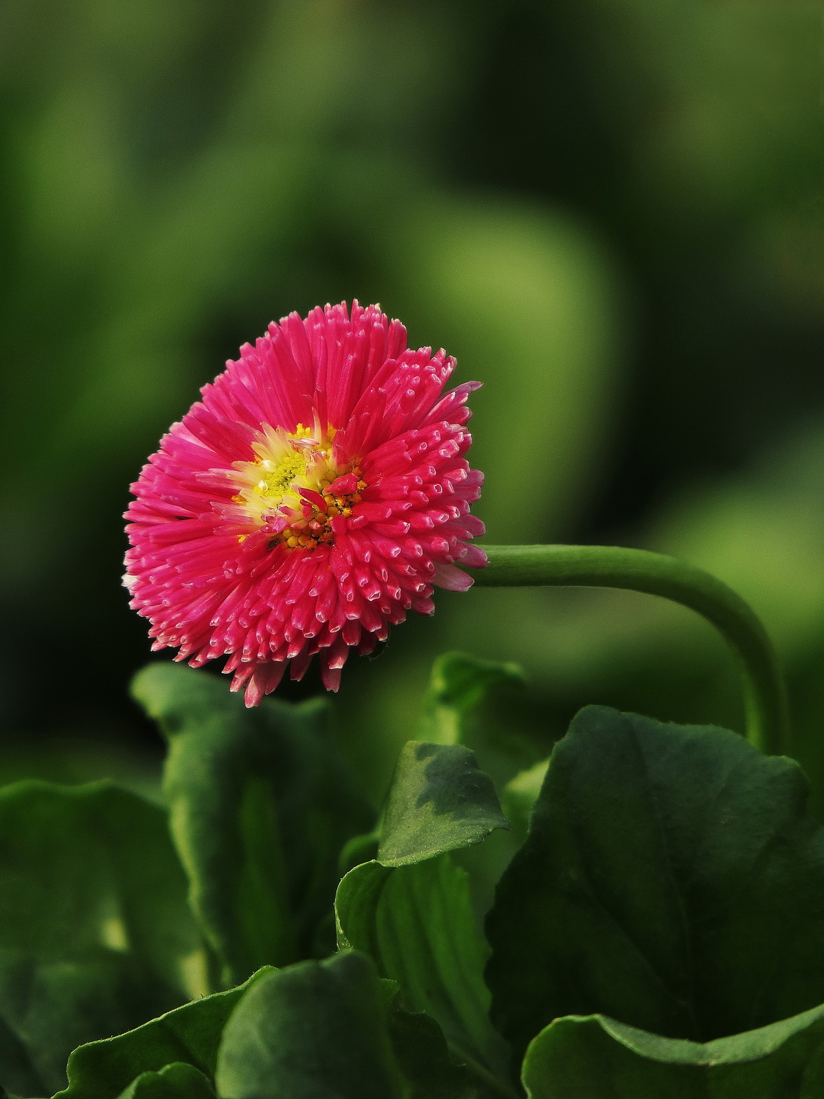 花朵很小的花品种图片