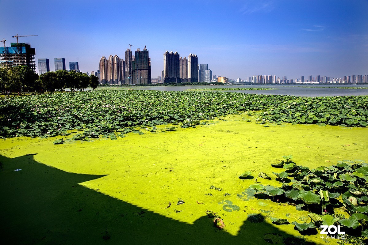 #留下一份夏天的纪念#  荷塘魅影