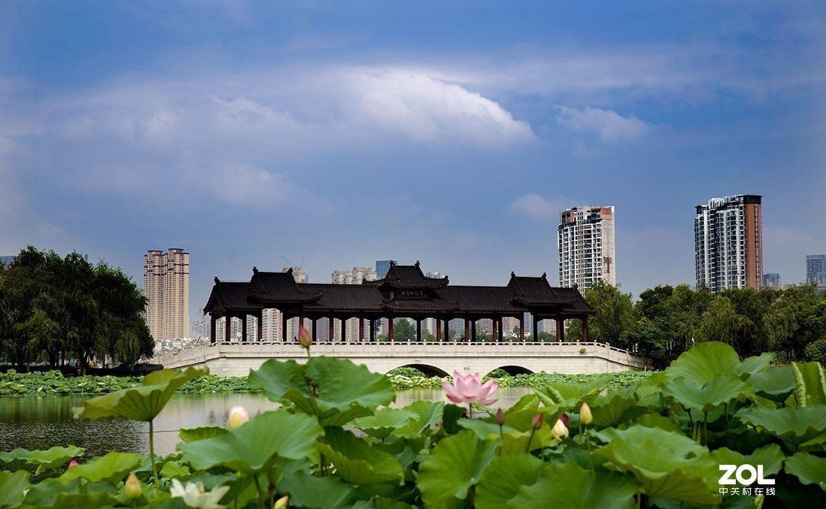 #留下一份夏天的纪念#  荷塘魅影