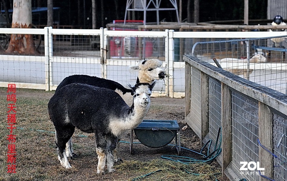 澳洲布里斯班摄影游记   周鸣天