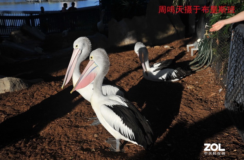 澳洲布里斯班摄影游记   周鸣天