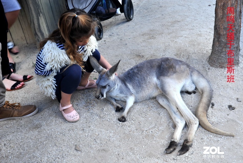 澳洲布里斯班摄影游记   周鸣天