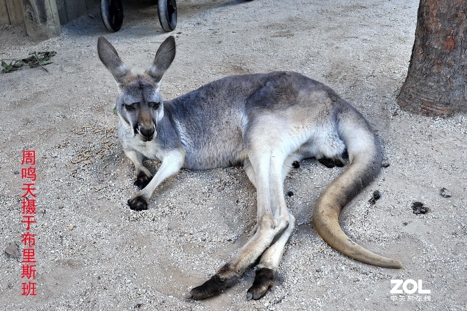 澳洲布里斯班摄影游记   周鸣天