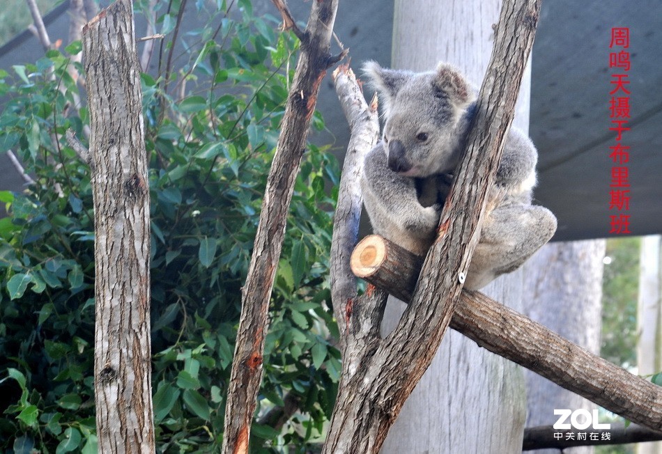 澳洲布里斯班摄影游记   周鸣天