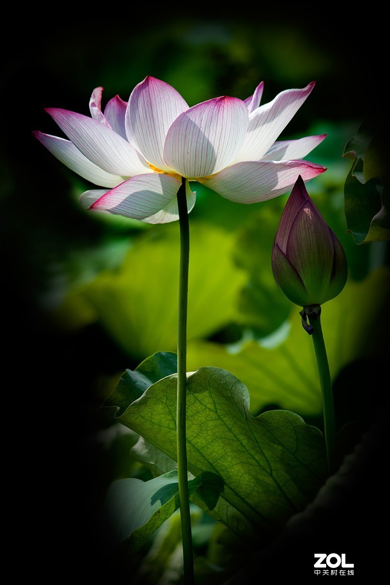 #留下一份夏天的纪念#  荷塘魅影