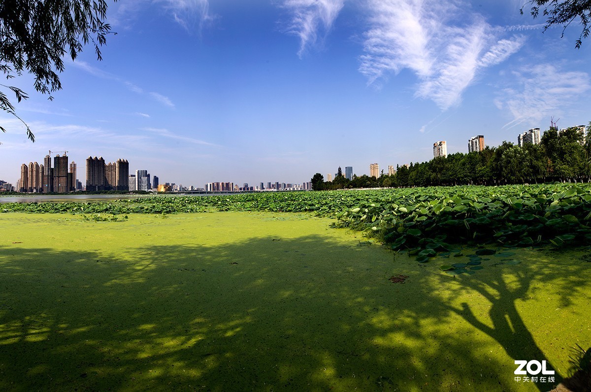 #留下一份夏天的纪念#  荷塘魅影