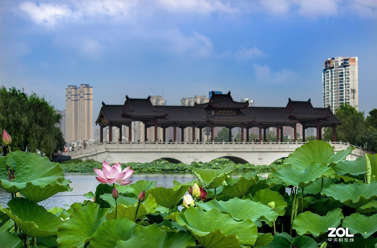 #留下一份夏天的纪念#  荷塘魅影