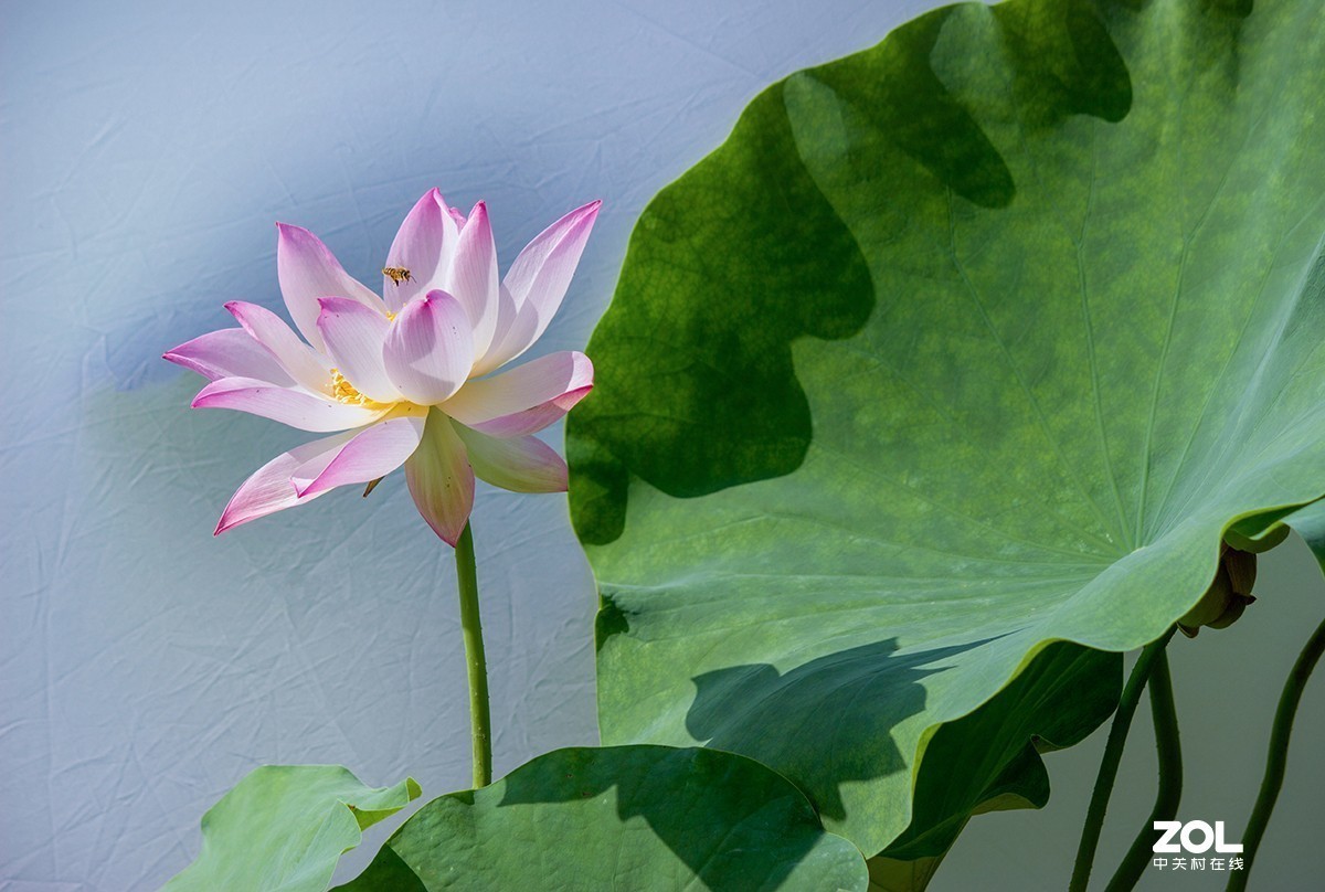 #留下一份夏天的纪念#  荷塘魅影