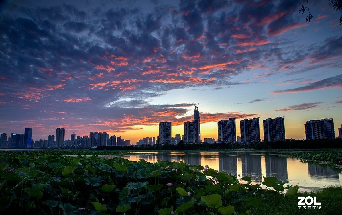 #留下一份夏天的纪念#  荷塘魅影