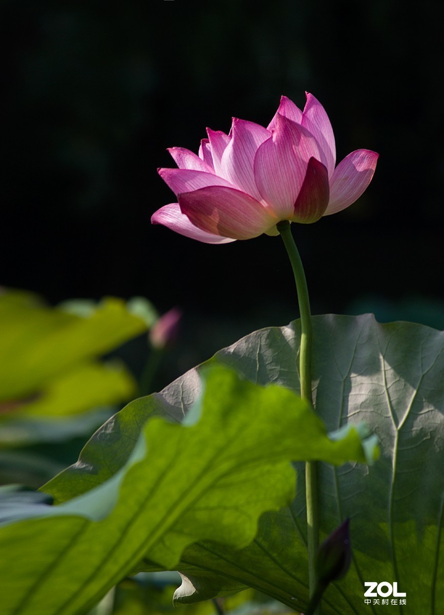 #留下一份夏天的纪念#  荷塘魅影