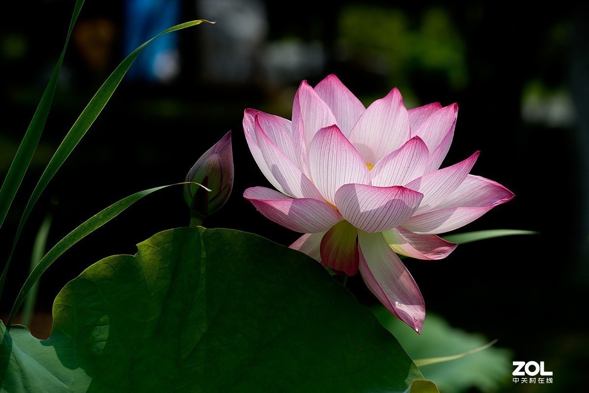 #留下一份夏天的纪念#  荷塘魅影