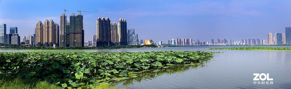 #留下一份夏天的纪念#  荷塘魅影