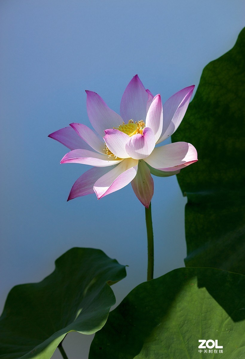 #留下一份夏天的纪念#  荷塘魅影