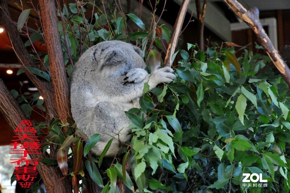 澳洲布里斯班摄影游记   周鸣天