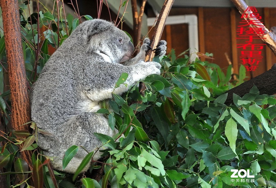 澳洲布里斯班摄影游记   周鸣天