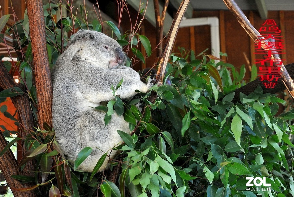 澳洲布里斯班摄影游记   周鸣天