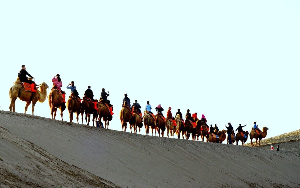 鸣沙山大漠驼影拾萃